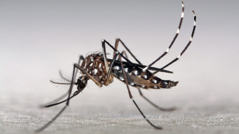 Mosquiro Aedes aegypti