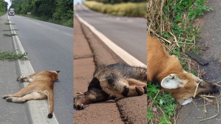 Causa animal em Ouro Fino: está em vigor lei que obriga cidadão a socorrer animal por ele atropelado